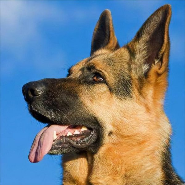 德牧和边牧哪个好