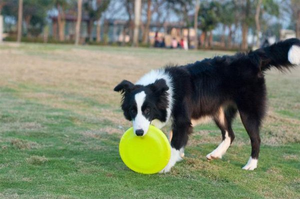 德牧和边牧哪个好