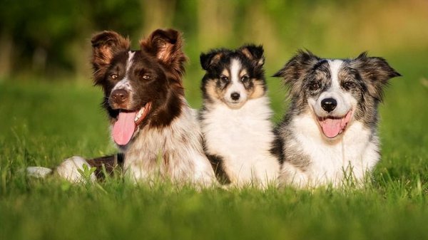 德牧和边牧哪个好