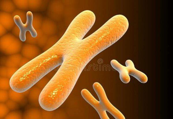 狗的dna和人的dna差多少