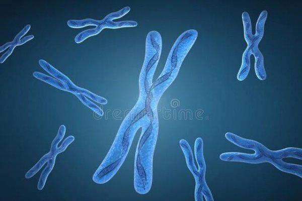 狗的dna和人的dna差多少