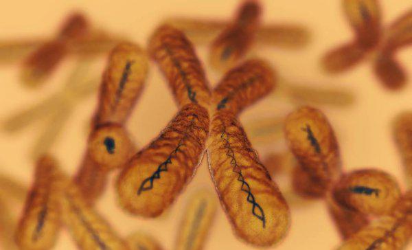 狗的dna和人的dna差多少