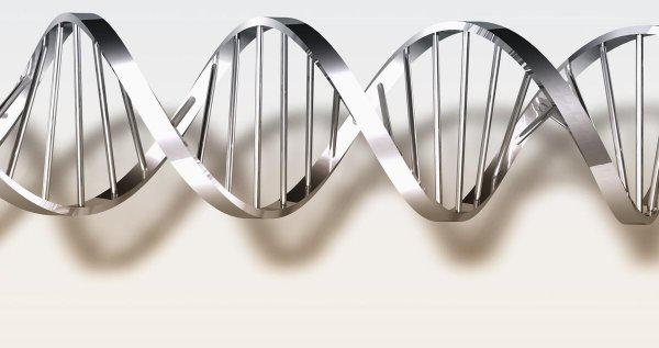 狗的dna和人的dna差多少