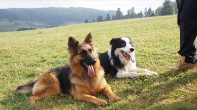 边牧和德牧哪个更好 哪个犬品种更适合家养活又好训