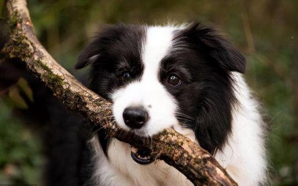 边牧和德牧哪个更好