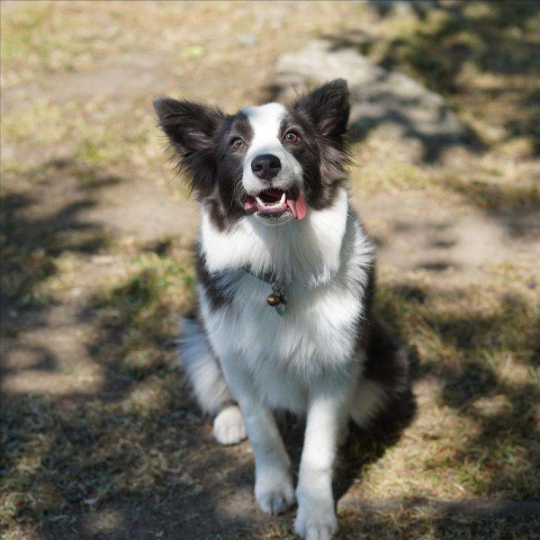 边牧和德牧哪个更好