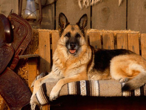 边牧和德牧哪个更好