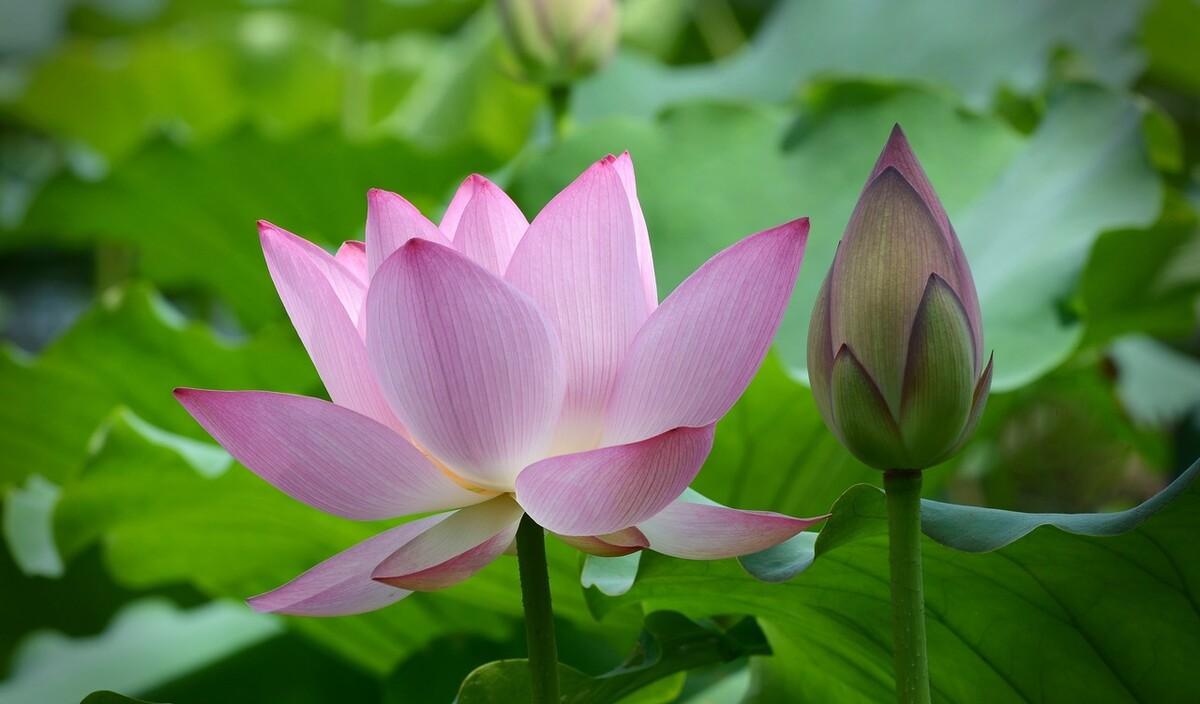 文殊菩萨诞辰日是哪天