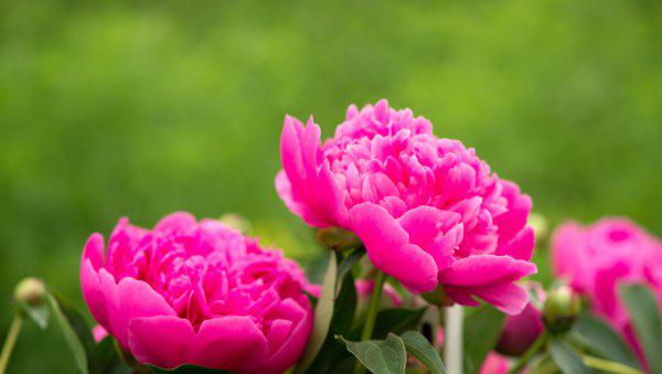 二十四桥明月夜是哪里的景点