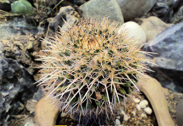 真我gtneo3参数配置