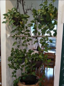 家里为什么不能放绿萝 室内养绿萝有什么好处和坏处