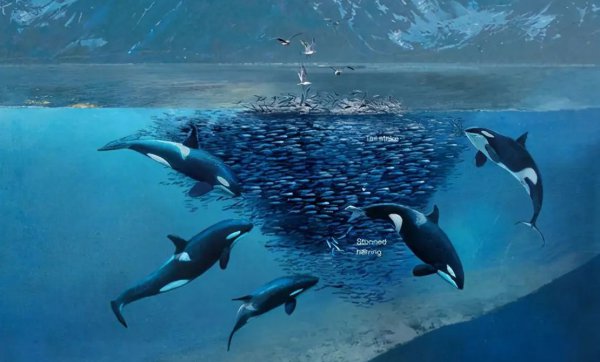 虎鲸的智商究竟有多高