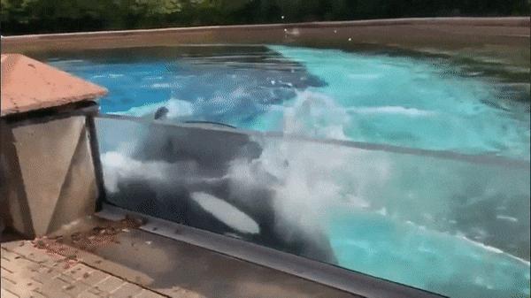 虎鲸的智商究竟有多高