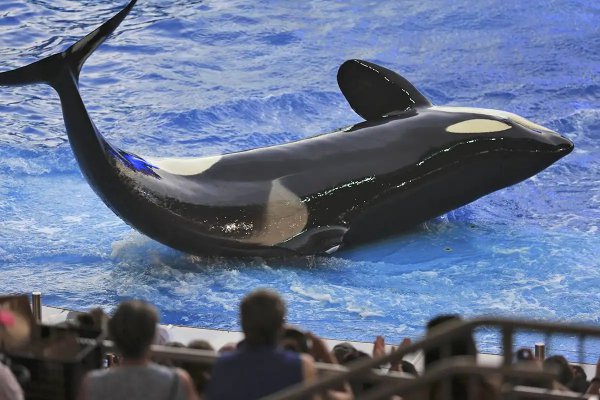 虎鲸的智商究竟有多高