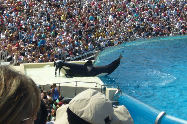 虎鲸的智商究竟有多高