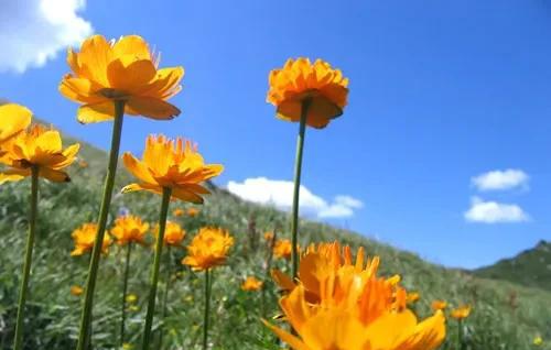 崇礼是哪个省的城市