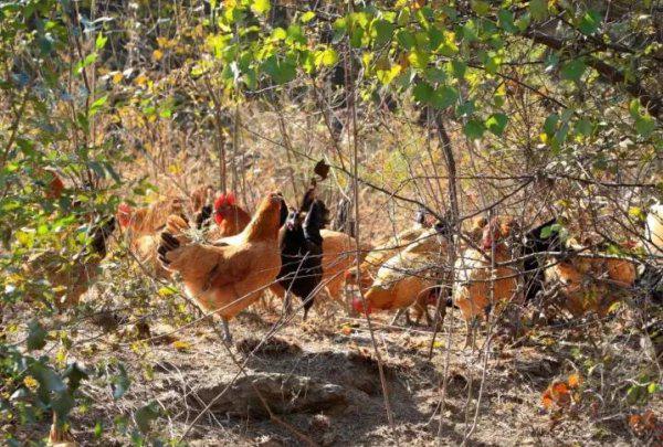 崇礼是哪个省的城市