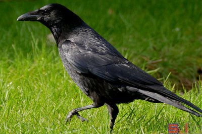 鸟智商排名前10名 世界上最聪明的鸟类排行榜前十名