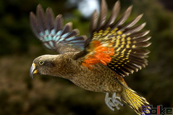 鸟智商排名前10名