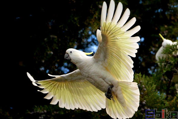 鸟智商排名前10名