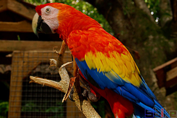 鸟智商排名前10名