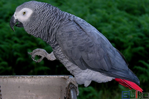 鸟智商排名前10名