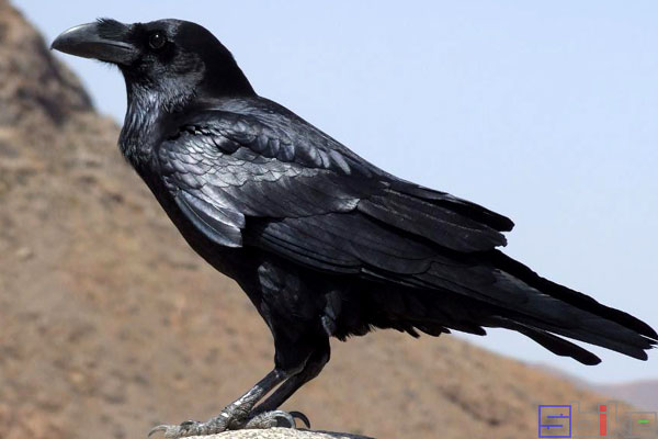 鸟智商排名前10名