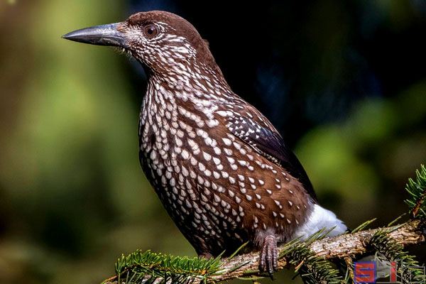 鸟智商排名前10名