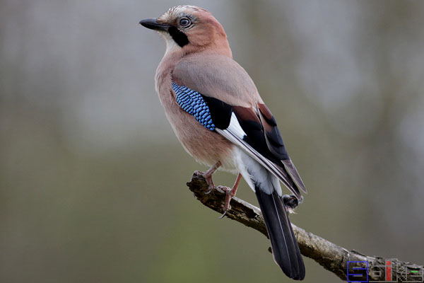 鸟智商排名前10名