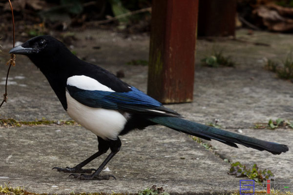 鸟智商排名前10名