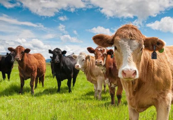 七点到八点是什么时辰