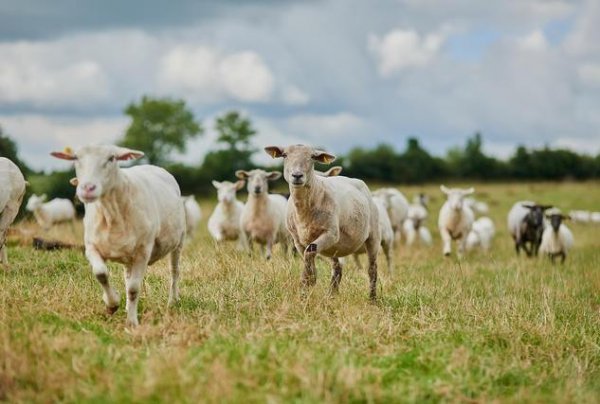 七点到八点是什么时辰