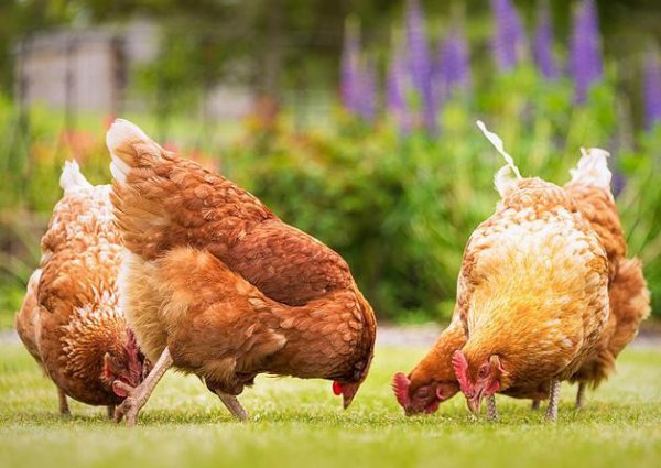 七点到八点是什么时辰