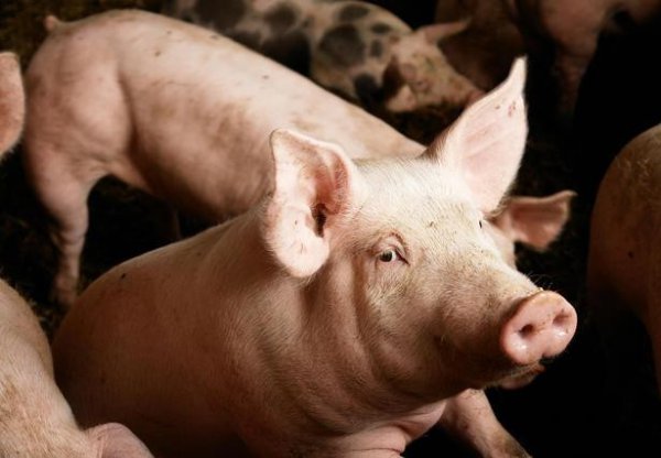 七点到八点是什么时辰