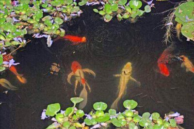 死水塘适合养什么鱼不容易死 养鱼塘死水好还是活水好