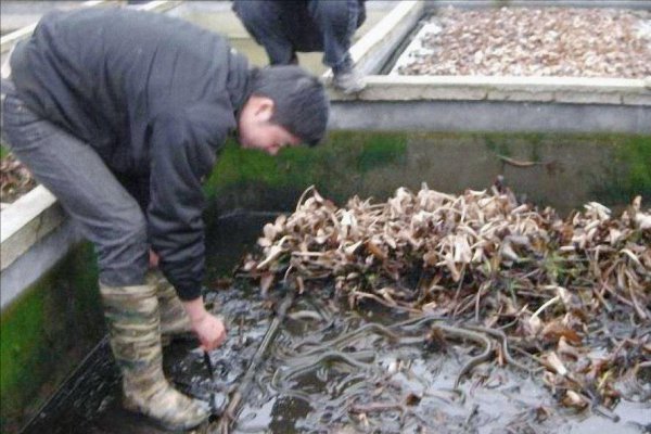 死水塘适合养什么鱼不容易死