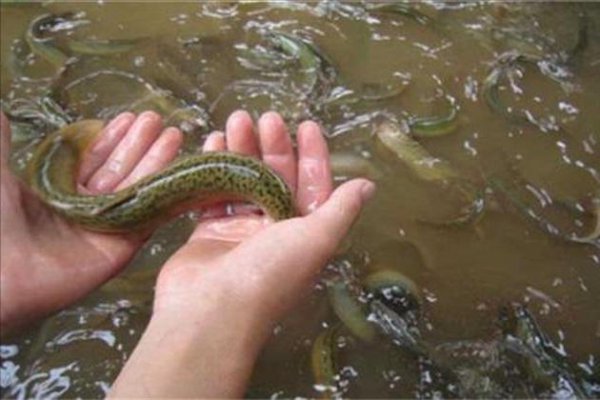 死水塘适合养什么鱼不容易死