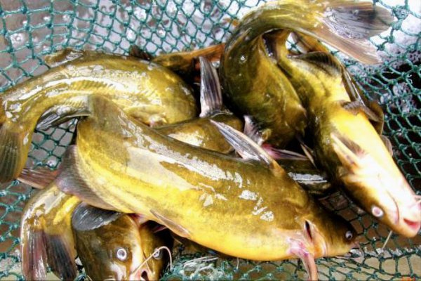 死水塘适合养什么鱼不容易死