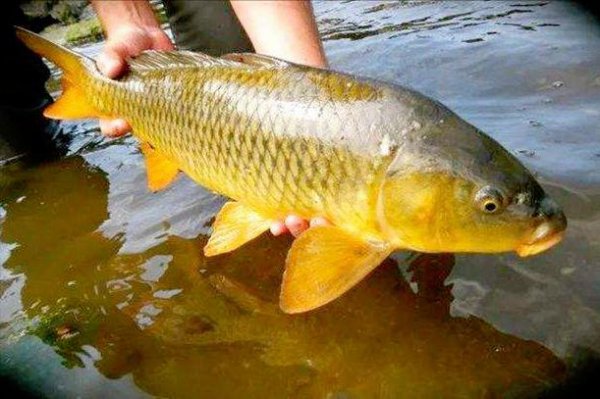 死水塘适合养什么鱼不容易死