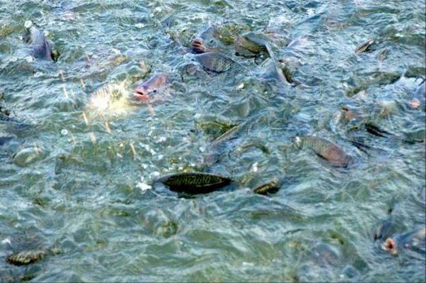 死水塘适合养什么鱼不容易死