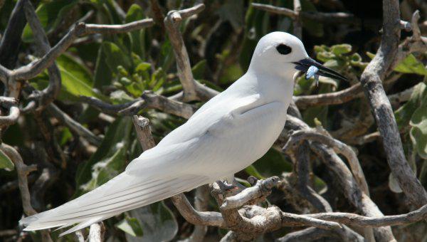 塞舌尔是哪个国家