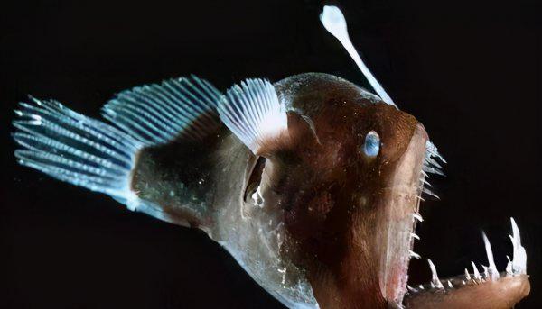 塞舌尔是哪个国家