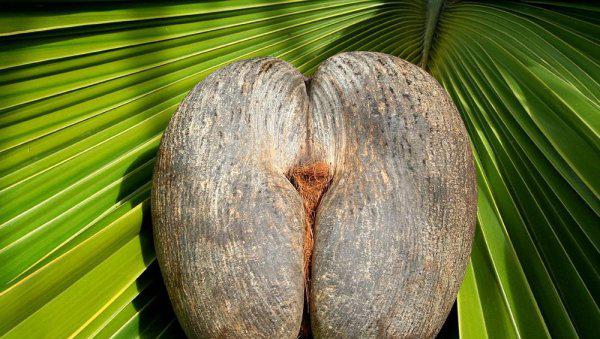 塞舌尔是哪个国家