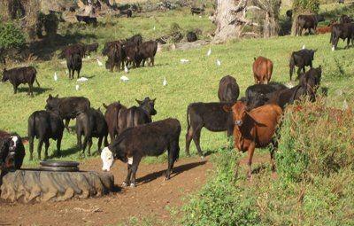 美国建国多少年了