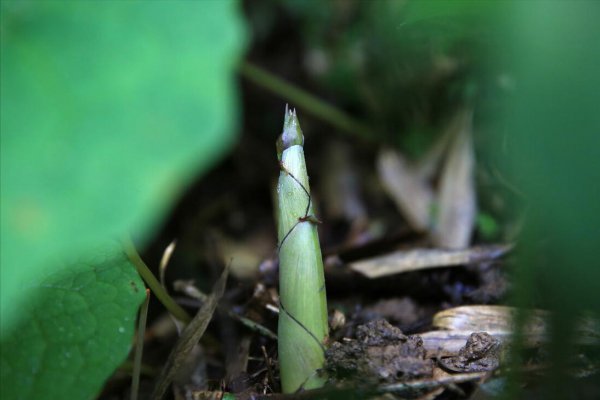 农历四月初一是什么日子