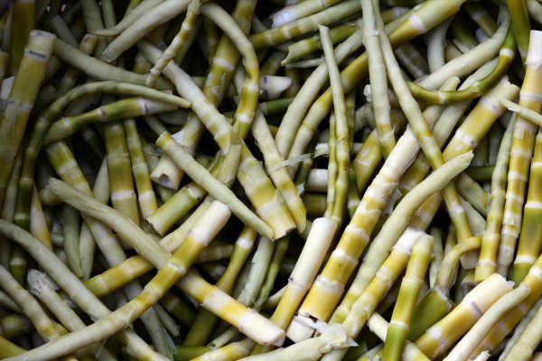 农历四月初一是什么日子