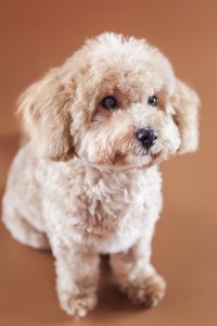 泰迪犬纯不纯看爪子 辨别泰迪血统纯不纯的六个方法