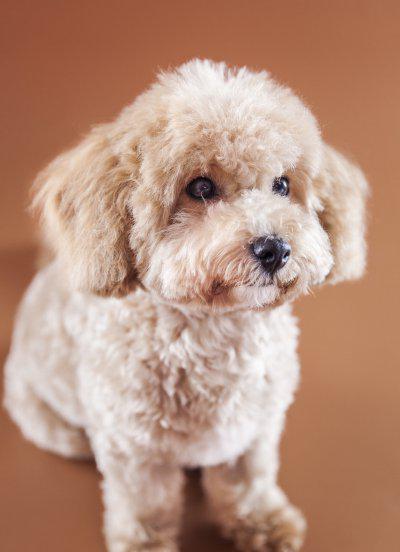 泰迪犬纯不纯看爪子