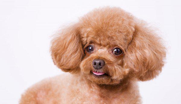 泰迪犬纯不纯看爪子