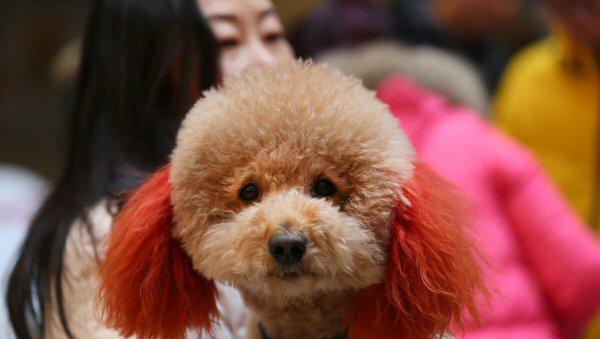 泰迪犬纯不纯看爪子